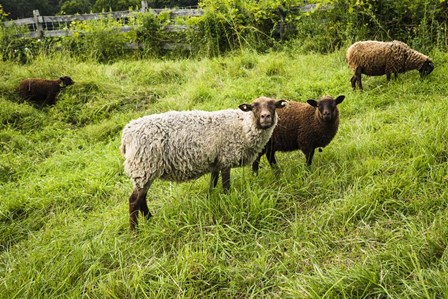 Peeping Sheep by Brenda Petrella Photography LLC art print