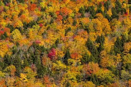 Vermont&#39;s Glory by Brenda Petrella Photography LLC art print