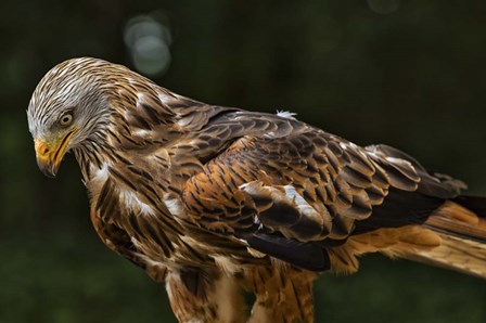 Red Kite Looking Down by Duncan art print