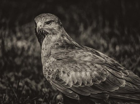 Predator Bird  II Sepia by Duncan art print