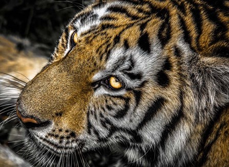 Tiger Eyes by Duncan art print