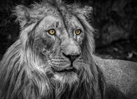 The Lion - Black &amp; White by Duncan art print