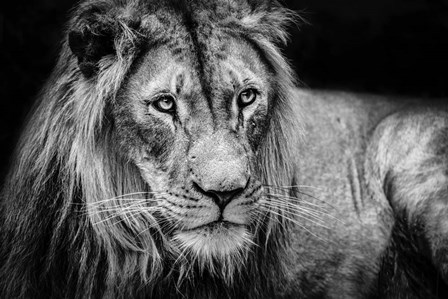 The Lion II - Black &amp; White by Duncan art print