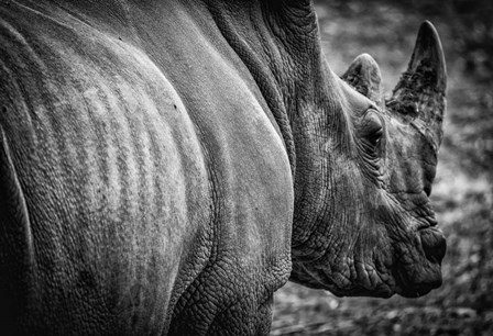 Rhino II - Black &amp; White by Duncan art print