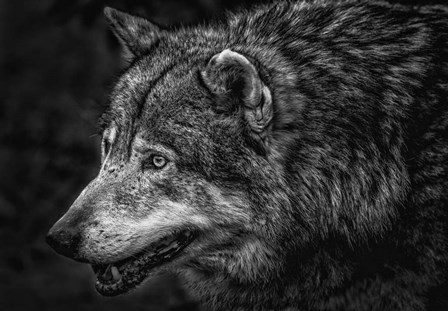 Lone Wolf - Black &amp; White by Duncan art print