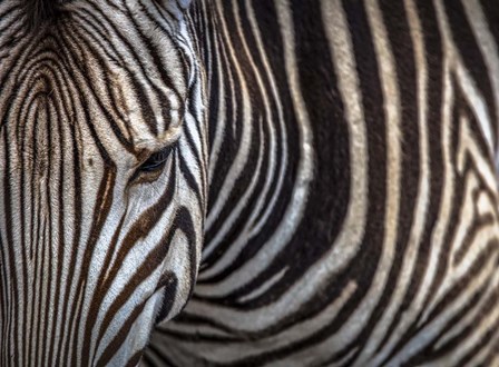 Zebra by Duncan art print