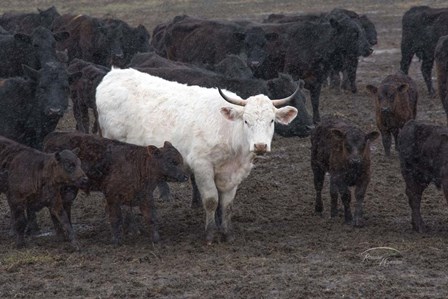 White Steer by Ramona Murdock art print