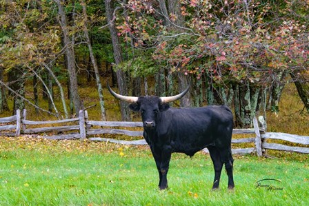 Black Steer by Ramona Murdock art print