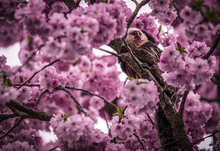 Blossem Tree Monkey by Duncan art print