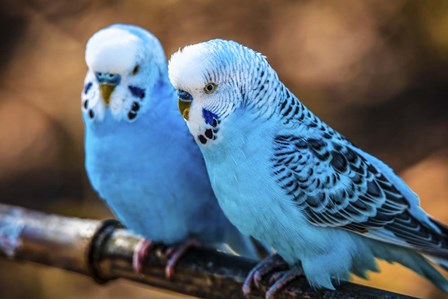 Blue Birds by Duncan art print