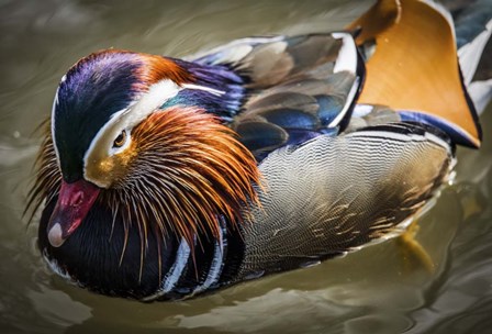 Mandarin Duck III by Duncan art print