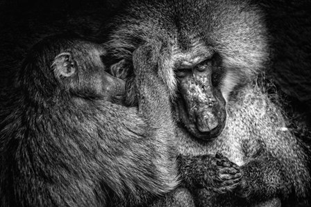 Baboon II Black &amp; White by Duncan art print