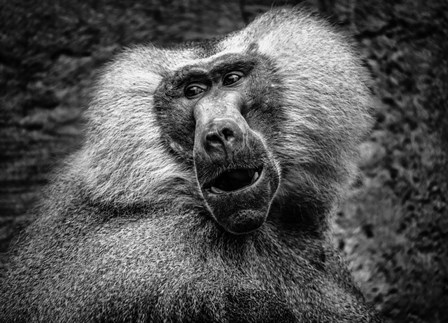 Baboon III Black &amp; White by Duncan art print