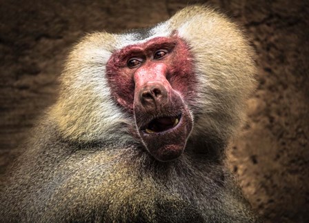 Baboon III by Duncan art print