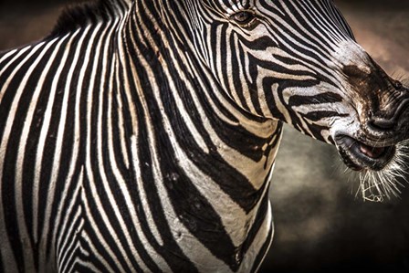 Zebra by Duncan art print