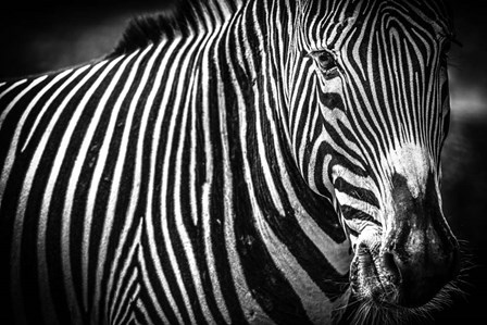 Zebra II Black &amp; White by Duncan art print