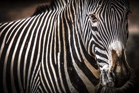 Zebra II by Duncan art print