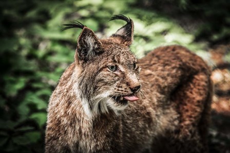 Lynx Tonque by Duncan art print