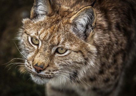 Lynx Close Up by Duncan art print