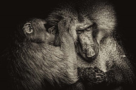 Baboon II Sepia by Duncan art print