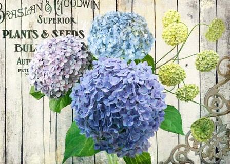 Farm Seed Hydrangeas by Art Licensing Studio art print