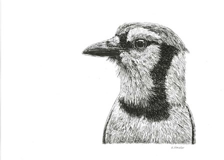 Blue Jay by Let Your Art Soar art print