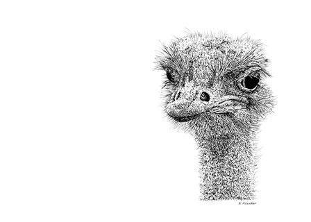 Ostrich by Let Your Art Soar art print