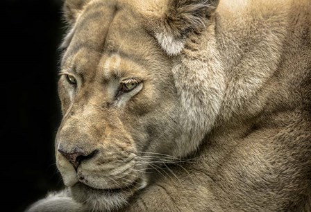 Female White Lion by Duncan art print