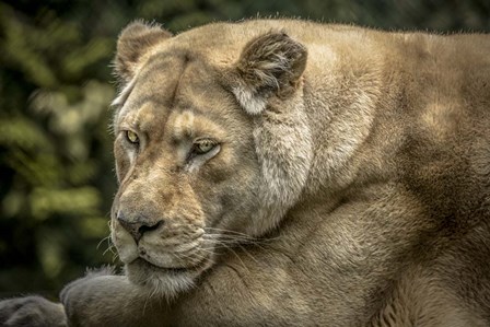 Female White Lion II by Duncan art print