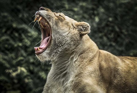 Female White Lion Roars by Duncan art print