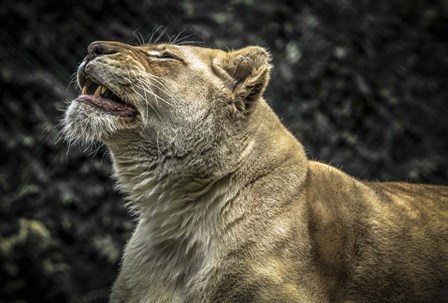 Female White Lion Roars II by Duncan art print