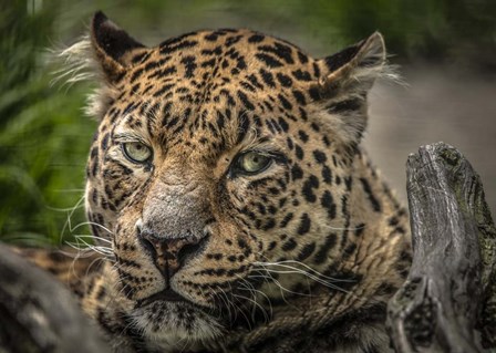 The Jaguar Close Up by Duncan art print