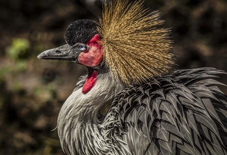 Crowned Crane III by Duncan art print