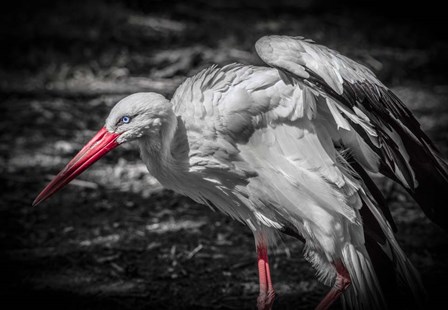 The Stork IV by Duncan art print