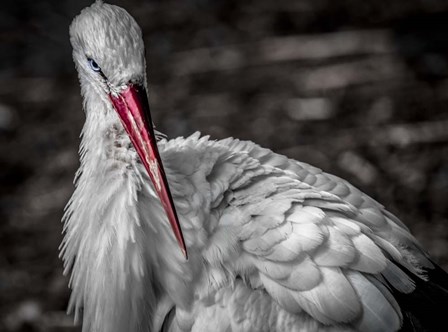 The Stork VI by Duncan art print