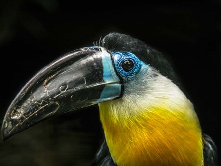 Toucan by Duncan art print