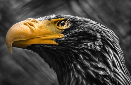 Steller Sea Eagle Black &amp; White by Duncan art print