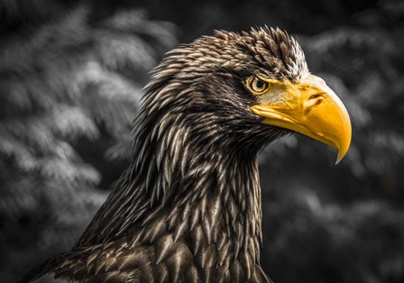 Steller Sea Eagle III Black by Duncan art print