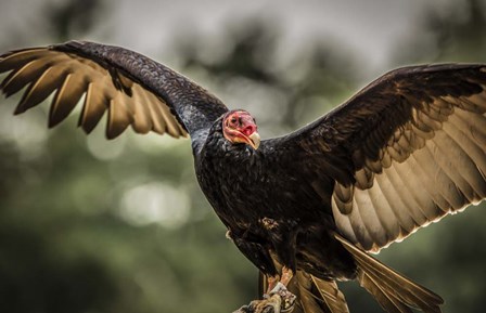 Vulture II by Duncan art print