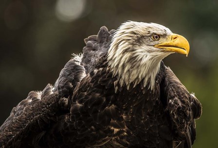 Sea Eagle by Duncan art print