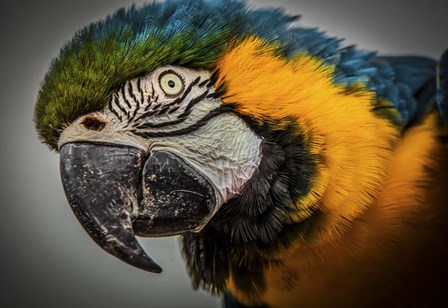 Blue Ara Parrot by Duncan art print