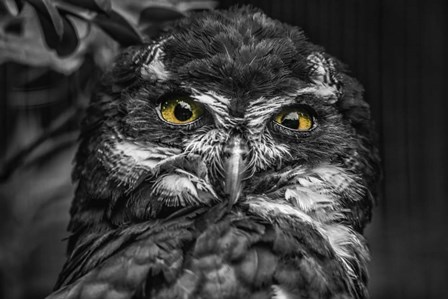 Little Owl Black &amp; White by Duncan art print