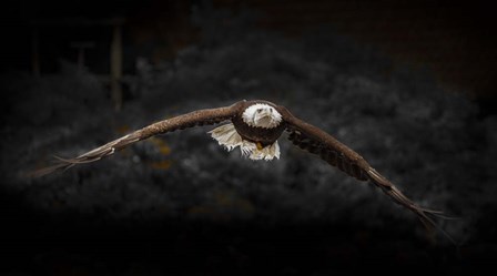 Sea Eagle Flight Black &amp; White by Duncan art print