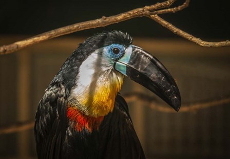 Toucan VI by Duncan art print