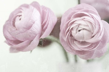 2 Pink Rannunculus by Tom Quartermaine art print