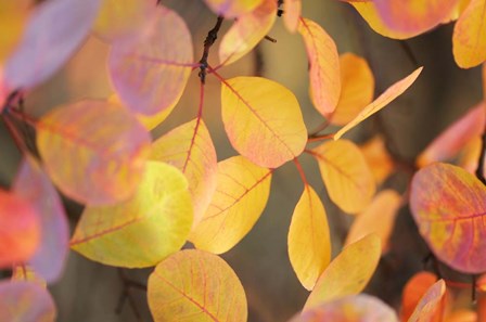 Fall Leaves 2 by Tom Quartermaine art print