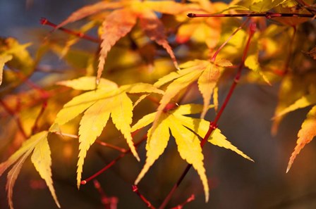 Fall Leaves 7 by Tom Quartermaine art print