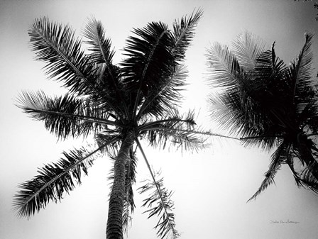 Palm Tree Looking Up II by Debra Van Swearingen art print