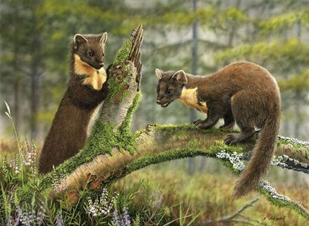 Pine Martens by Nigel Artingstall art print