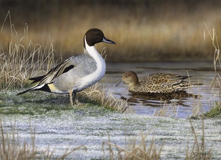 Pintail Ducks by Nigel Artingstall art print
